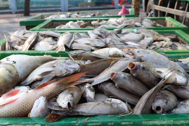 Cá chết trên kênh Nhiêu Lộc - Thị Nghè là do ô nhiễm chất hữu cơ và khí độc