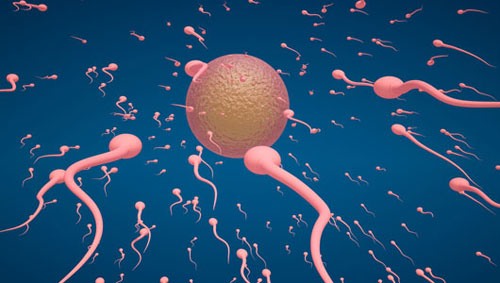 4 bí quyết giúp bồi bổ tinh trùng, giúp tăng khả năng thụ thai các cặp hiếm muộn nên biết
