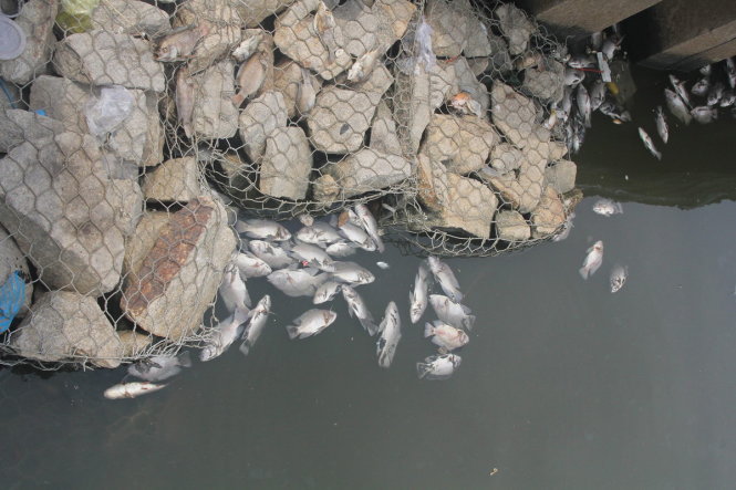 Clip cá tiếp tục chết trắng kênh Nhiêu Lộc - Thị Nghè
