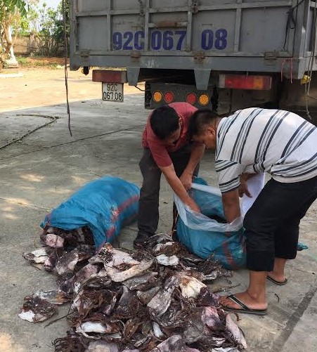 Bắt giữ 21 tấn mực thối chuyển từ Quảng Ngãi ra Bắc Ninh