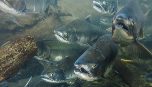 Cá hồi nuôi và cá hồi tự nhiên: loại nào mới thực sự tốt?