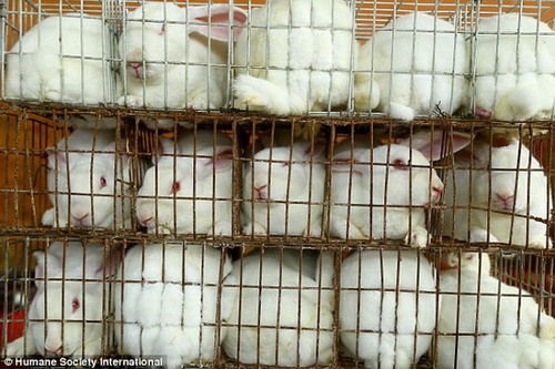 Đằng sau những chiếc găng tay xa xỉ là 10.000 con thỏ bị giết chết, lột da mỗi ngày