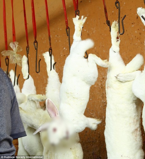 Đằng sau những chiếc găng tay xa xỉ là 10.000 con thỏ bị giết chết, lột da mỗi ngày