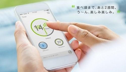 Để có rau sạch cho dân dùng, người Nhật đã kết nối chúng với smartphone