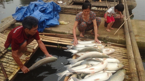 Ông Nguyễn Văn Phượng, thôn Lộc Phượng xã Thành Vinh (Thạch Thành, Thanh Hóa) đang cùng vợ con vớt hàng trăm con cá trắm chết trắng trong lồng nuôi trên sông Bưởi lên cho cơ quan chức năng xem