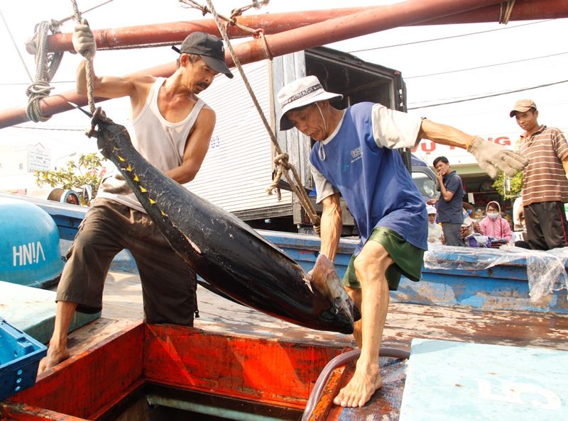 Mượn cớ cá chết ở miền Trung, thương lái ép giá cá ngừ đại dương