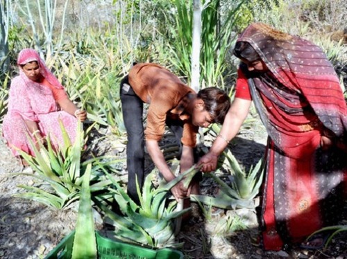 Ngôi làng trồng đủ 111 cây xanh mỗi khi có bé gái ra đời