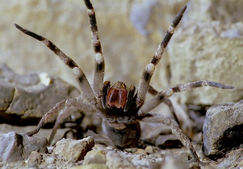 Phát hiện loài nhện có khả năng khiến nạn nhân “rạo rực” đến chết