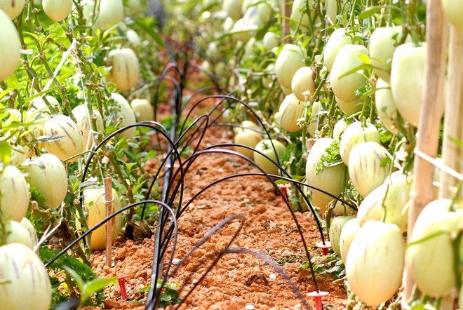 Thu 2 triệu mỗi ngày từ trồng dưa pepino