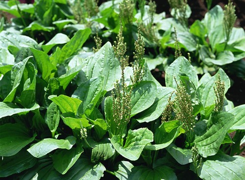 10 loại rau dại chữa được bệnh nan y mọc ngay trong vườn nhà bạn