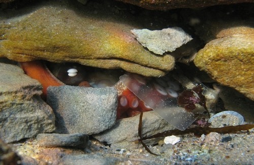 7 lý do biến bạch tuộc thành sinh vật thông minh nhất dưới biển, hơn cả cá heo