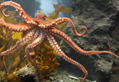 7 lý do biến bạch tuộc thành sinh vật thông minh nhất dưới biển, hơn cả cá heo