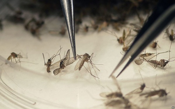 Các nhà khoa học nói gì về ảnh hưởng của virus Zika trong kì Olympic 2016?