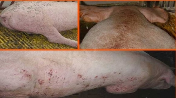 Không khó để phân biệt thịt lợn mán và thịt lợn bị bệnh