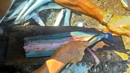 Cá xanh xương, đặc sản 'ngon bổ rẻ' ở quần đảo Nam Du