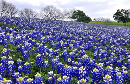 Chiêm ngưỡng vẻ đẹp 12 cánh đồng hoa đẹp nhất thế giới