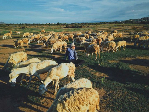 Có một cánh đồng Cừu ở Ninh Thuận