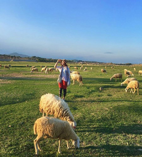 Có một cánh đồng Cừu ở Ninh Thuận