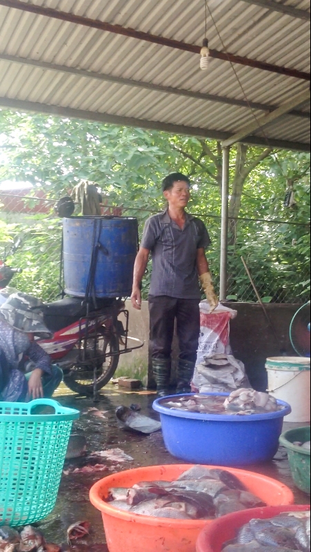 Hãi hùng cảnh sơ chế cá 'bẩn' ở chợ cá đầu mối lớn nhất Hà Nội