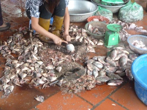 Hãi hùng cảnh sơ chế cá 'bẩn' ở chợ cá đầu mối lớn nhất Hà Nội