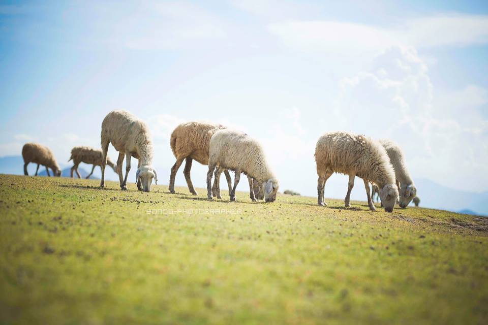 Khám phá những cánh đồng cừu tuyệt vời tại Ninh Thuận