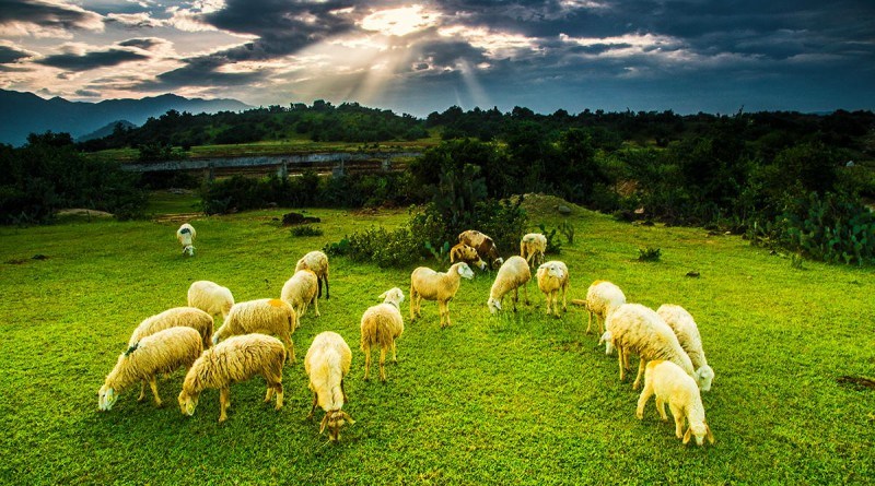 Khám phá những cánh đồng cừu tuyệt vời tại Ninh Thuận
