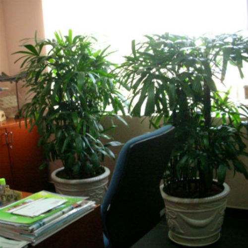 Làm sạch khí độc trong nhà hữu hiệu bằng các loài cây