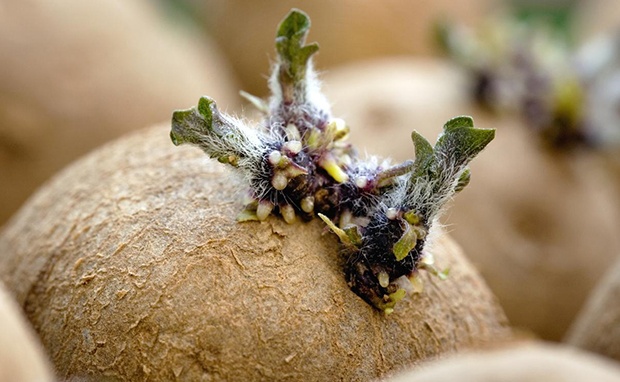 Mầm khoai tây chưa độc bằng lá và hạt của rau củ quen thuộc