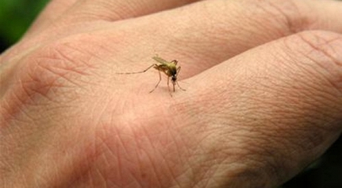 Tại sao bạn bị muỗi cắn nhiều hơn người khác?