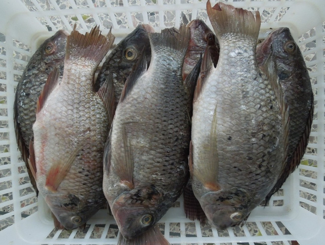 Được nuôi bằng kháng sinh và chất độc, loại cá này rất nguy hiểm nhưng được chuộng vì rẻ