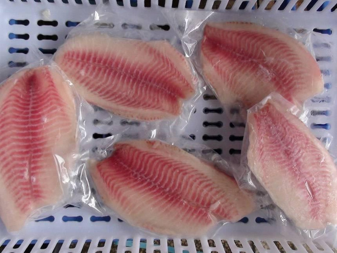 Được nuôi bằng kháng sinh và chất độc, loại cá này rất nguy hiểm nhưng được chuộng vì rẻ