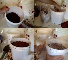 Cách trồng nấm đơn giản mà siêu sạch tại nhà cho chị em