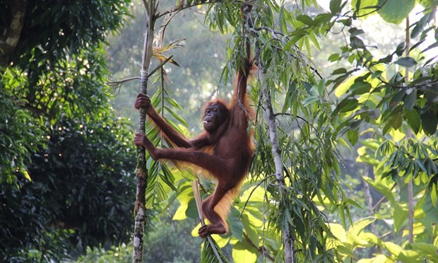 7 trải nghiệm khó quên trên hòn đảo nhiệt đới Borneo