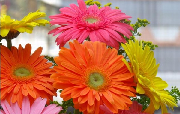 Bác bán hoa mách những loài hoa ý nghĩa nên tặng mẹ trong ngày Vu lan báo hiếu