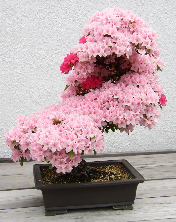 bonsai-goi-tron-thien-nhien-trong-chau-nho