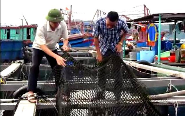 Cá giò chết nhiều một cách lạ thường tại vịnh Bái Tử Long