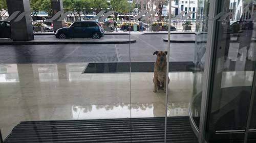 Chú chó đứng chờ ân nhân trước cửa khách sạn suốt 6 tháng liền và cái kết đẹp