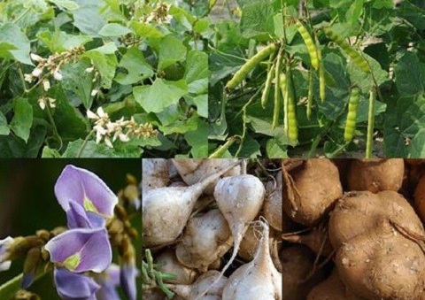 Chứa độc chất để sản xuất thuốc trừ sâu, hạt cây củ đậu có thể giết người