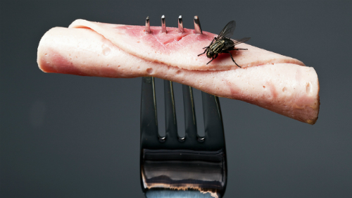 Chuyện khủng khiếp gì sẽ xảy ra khi ruồi đậu lên miếng thịt của bạn?