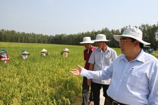 Gạo Việt nào khiến thương nhân nước ngoài 