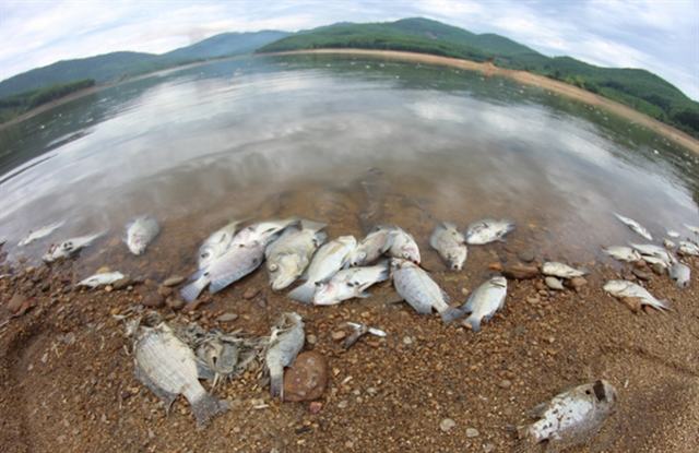 Kinh hoàng cá chết trên hồ Phước Hà