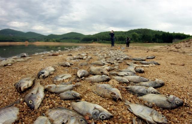 Kinh hoàng cá chết trên hồ Phước Hà