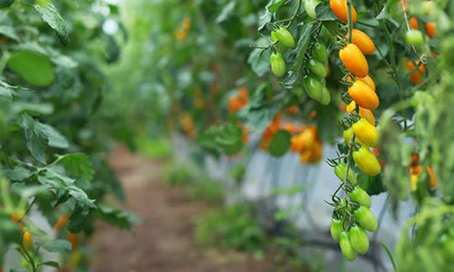 Kinh ngạc vườn cà chua siêu ngọt được trồng từ sữa và trứng gà ở Lâm Đồng