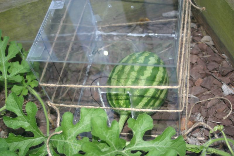 Kỹ thuật trồng dưa hấu vuông 
