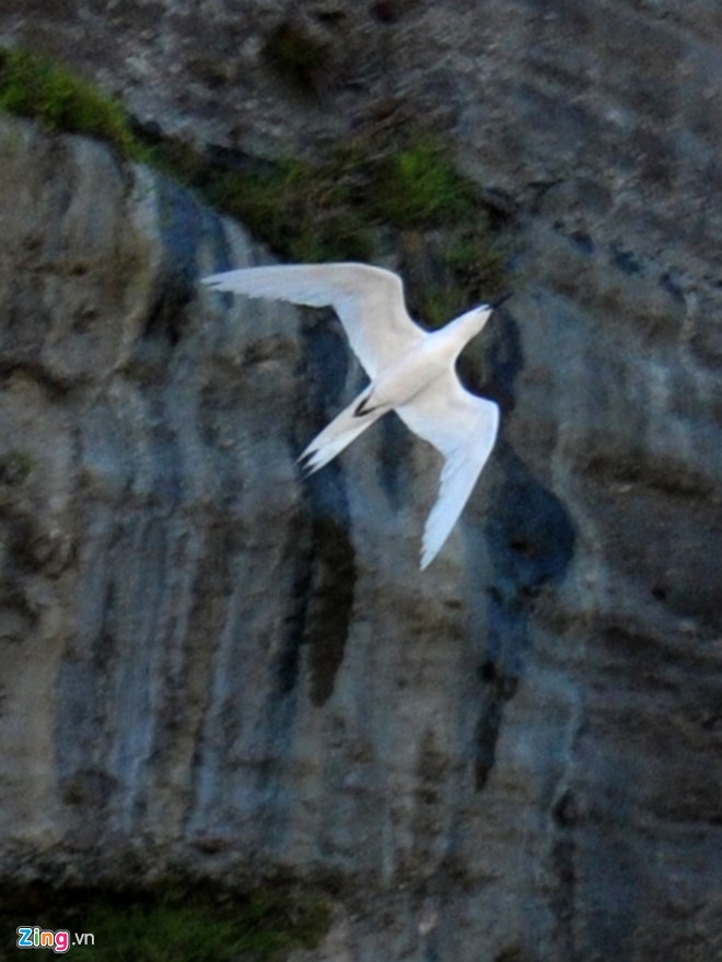 Những cánh chim hải âu ở đảo Lý Sơn