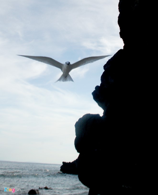 Những cánh chim hải âu ở đảo Lý Sơn