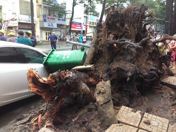 TP. Hồ Chí Minh: Liên tiếp 3 cây cổ thụ đổ đè chết 2 người, 1 người trọng thương