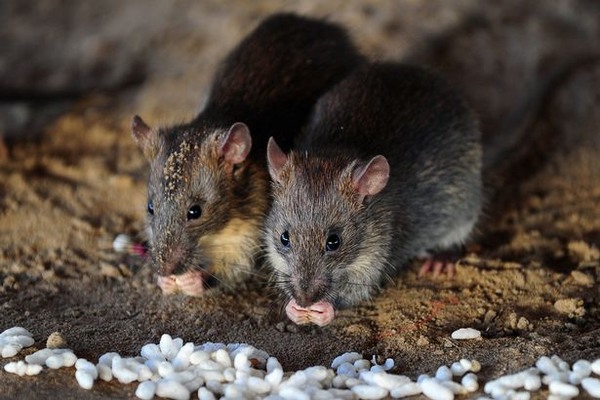 Vì sao trẻ sơ sinh có thể chết thảm vì bị... chuột cắn?