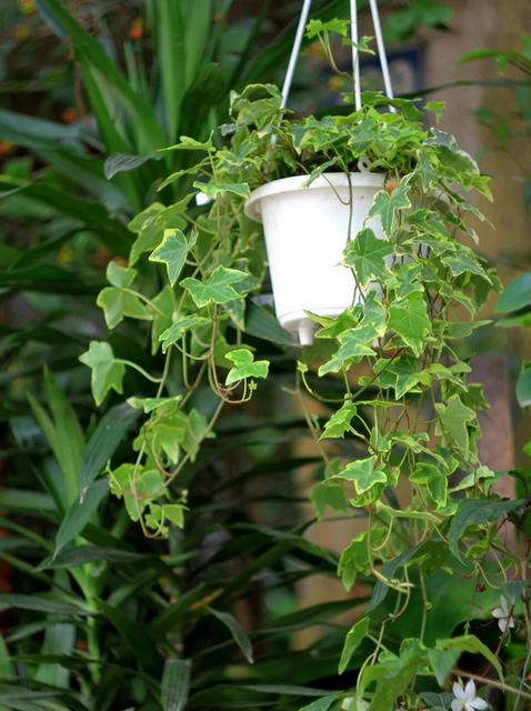 7 loại cây lọc thanh không khí nên trồng trong nhà để hỗ trợ sức khỏe