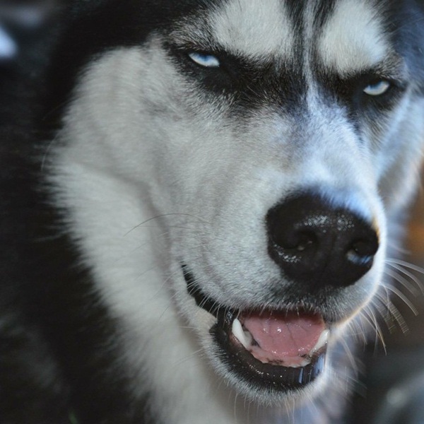 Chú chó có khuôn mặt “hờn cả thế giới” gây sốt mạng xã hội